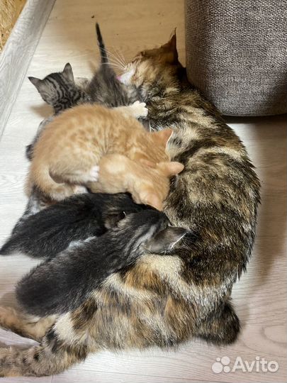 Котята в добрые руки даром