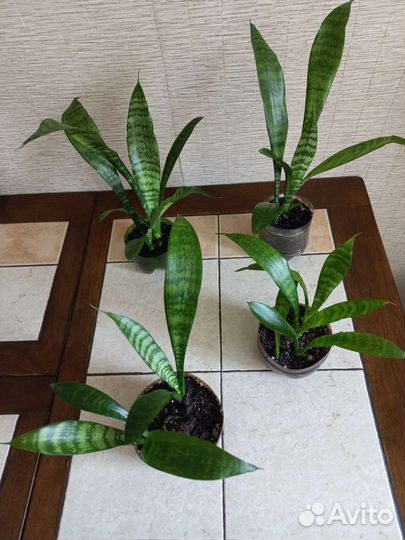 Сансевиерия