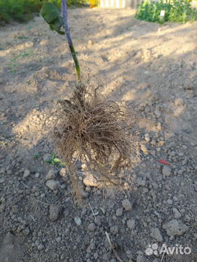 Черная малина Кумберленд саженцы