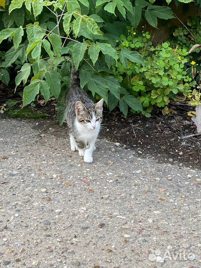 Котёнок в добрые руки, котенка выкинули люди