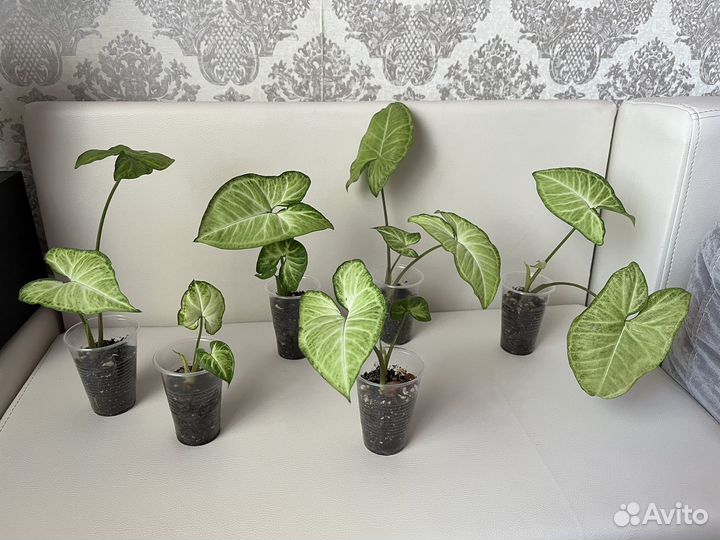 Сингониум баттерфляй / комнатный цветок