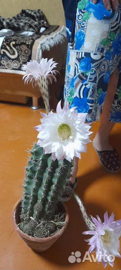 Кактус цветущий