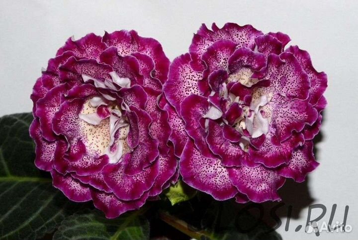 Глоксинии сортовые