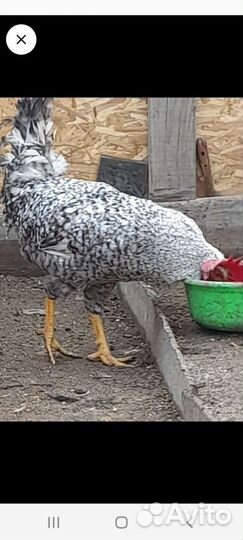 Цесари И петушки сибрайт 1.5 года