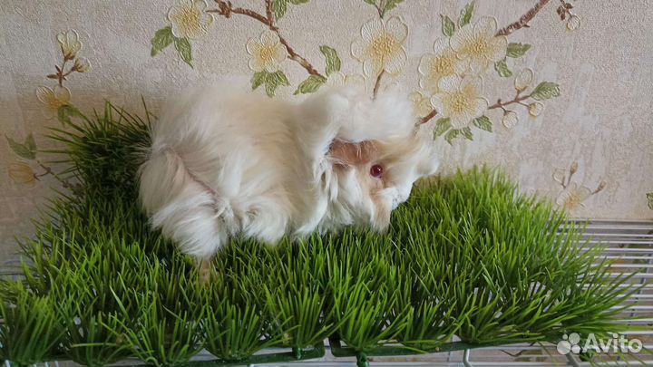 Продам морских свинок