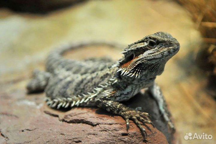 Бородатая агама черная