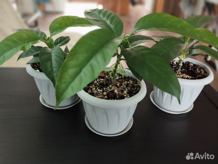 Хойя мультифлора