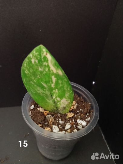 Замиокулькас вариегатный шорт лив