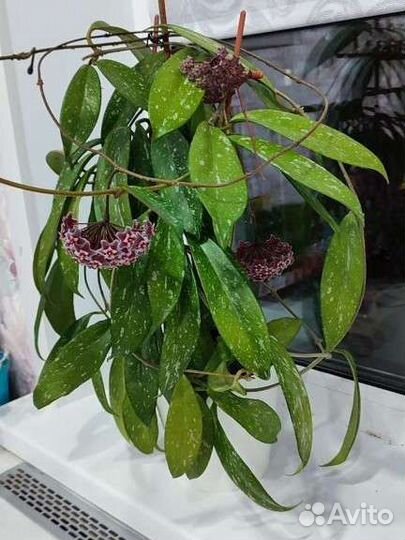 Хойя pubicalyx cv. “Silver Pink”