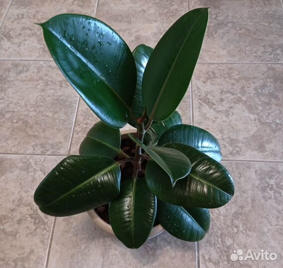 Фикус каучуконосный. Молодой и красивый