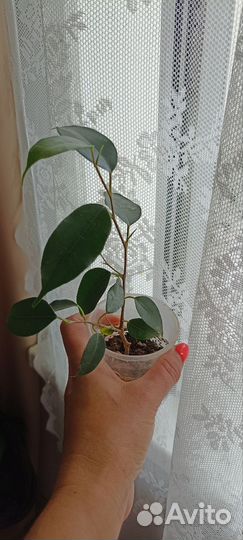 Фикус бенджамина