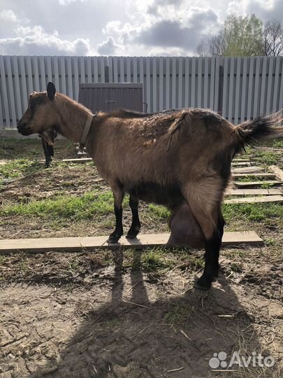 Чешский козленок