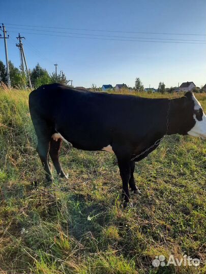 Стельная телка