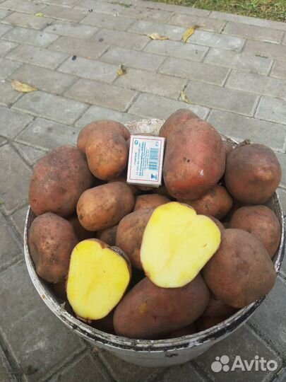 Продам картофель