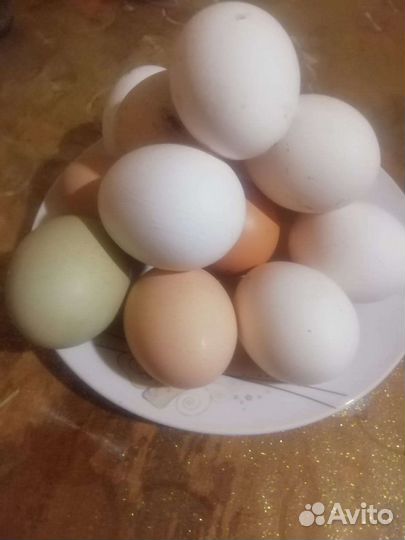 Яйца перепелиные, куринные домашние, птица