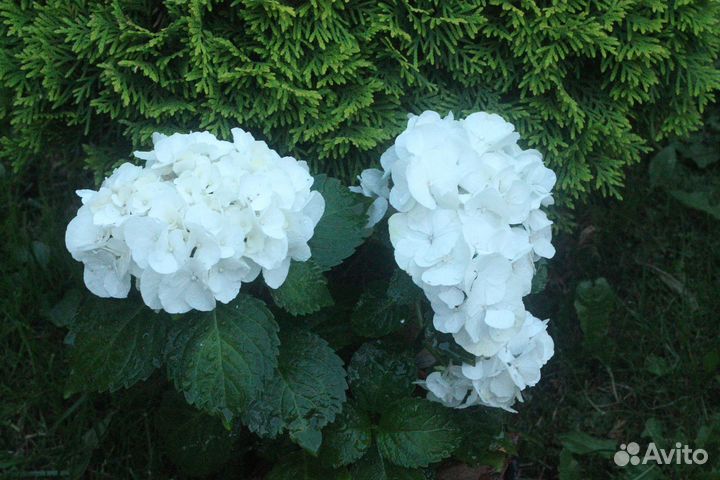 Крупнолистные гортензии