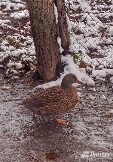 Подсадные утки (чубарые,тульские,мраморные)