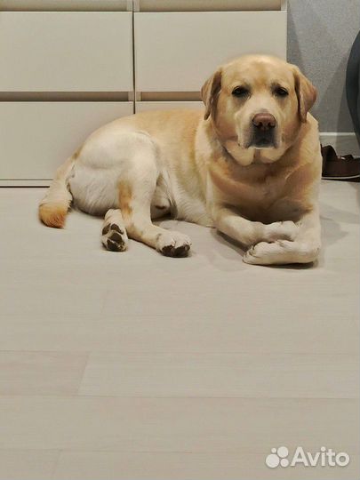 Щенки лабрадора