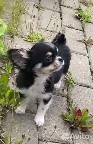 Девочка чихуахуа