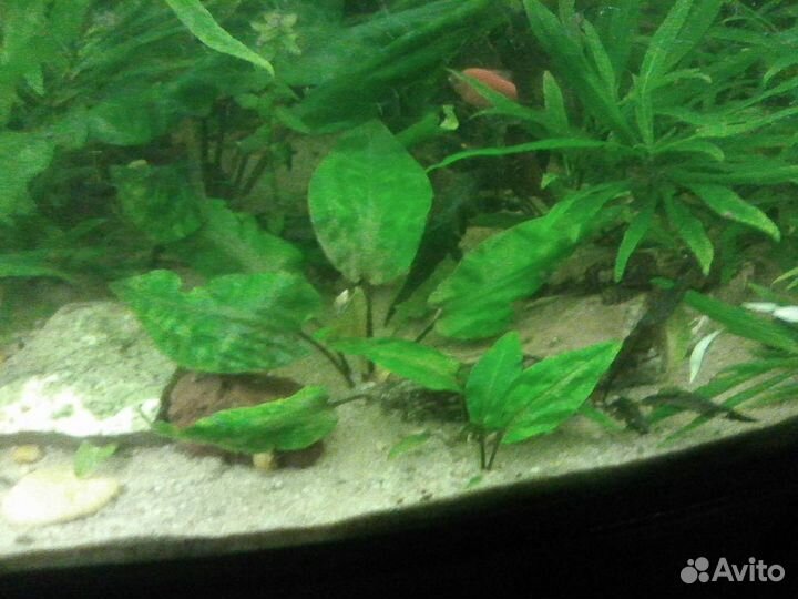 Меченосец,гуппи, моллинезия,барбус,растения