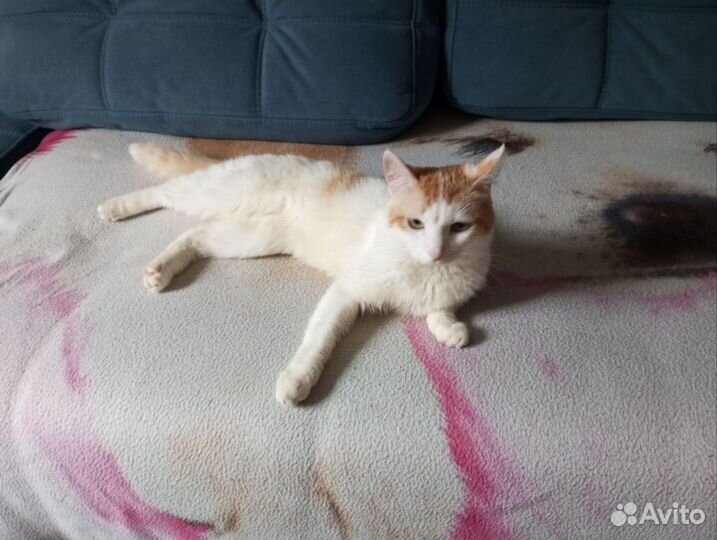 Кошка