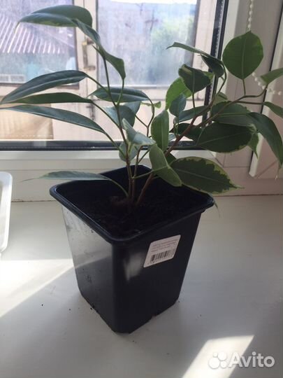 Фикус кинки