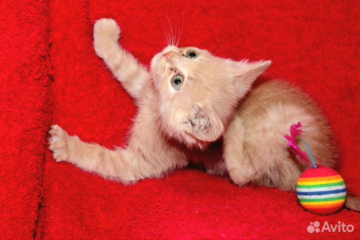 Рыжуля в поисках семьи