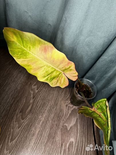 Филодендрон пин тонг гибрид