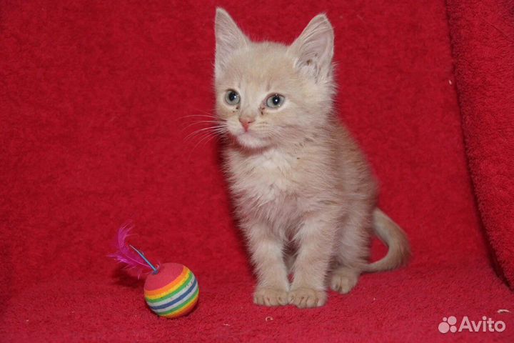 Рыжее Солнышко ищет дом