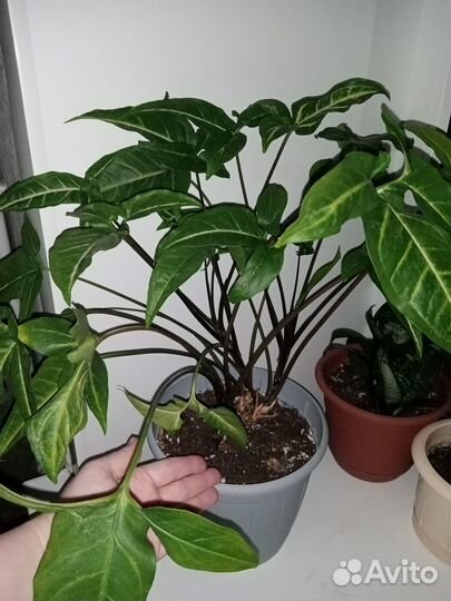 Комнатные цветы