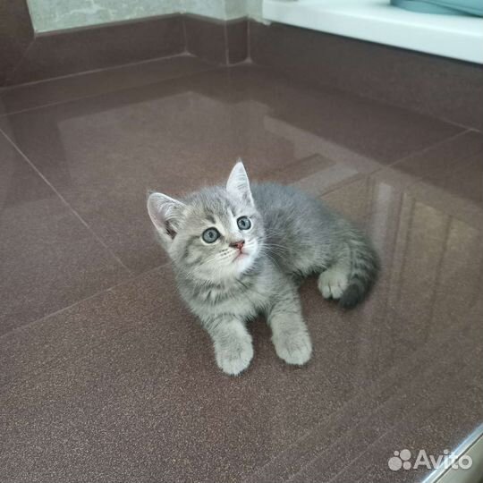 Отдам котёнка в добрые руки