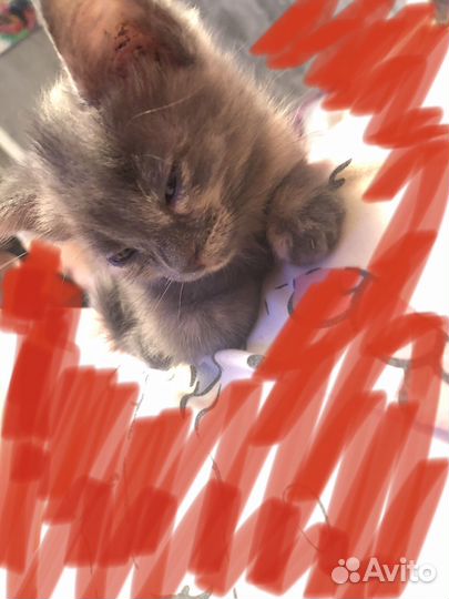 Кошка в дар