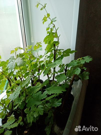 Саженцы винограда