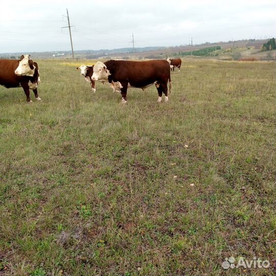 Быки на племя