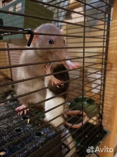 Декоративные крысята