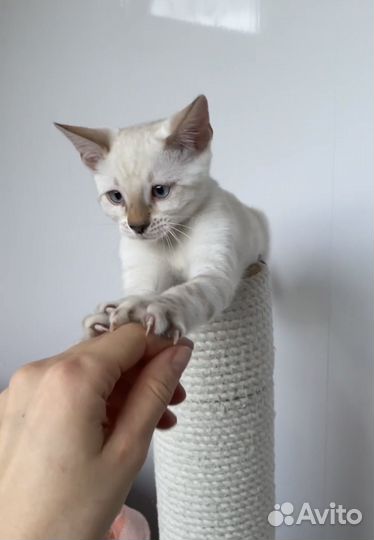 Кошечка бенгальская