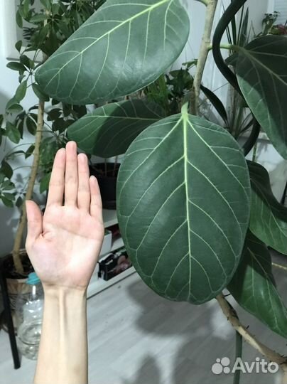 Бенгальский фикус