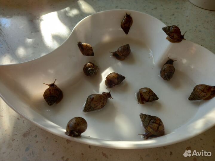 Улитки ахатины