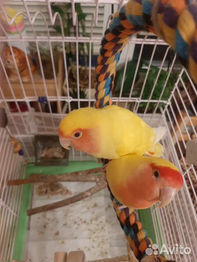 Попугай неразлучники с клеткой