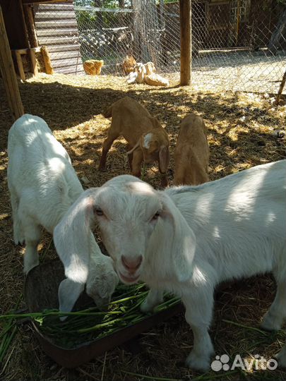 Нубийские козлята