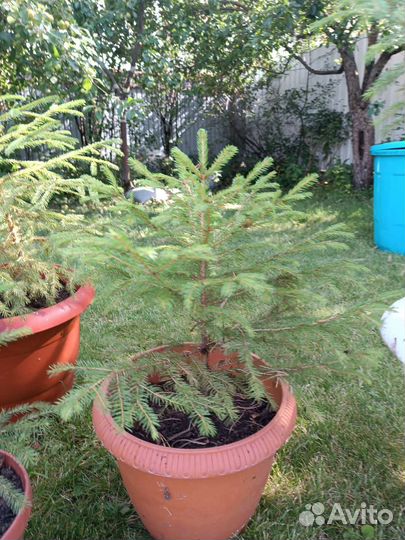 Ель саженцы