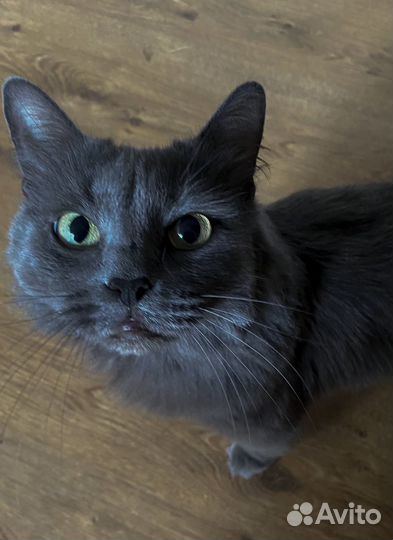 Кошка нибелунг