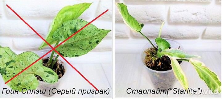 Сингониумы сортовые