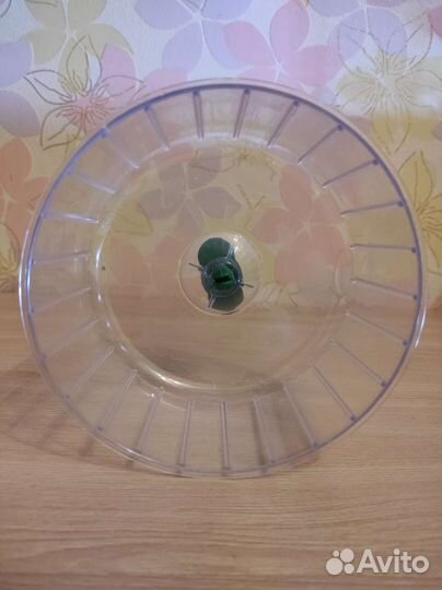 Клетка, колесо, шар, шлейка, ванночка для хомяка