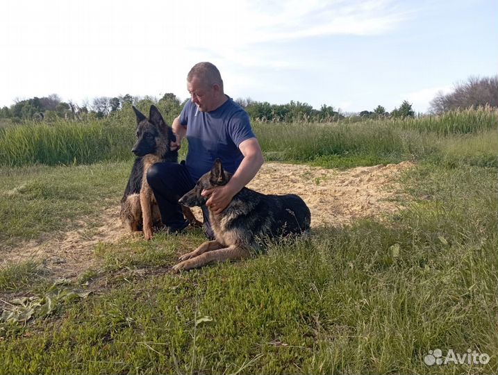 Собака немецкая овчарка