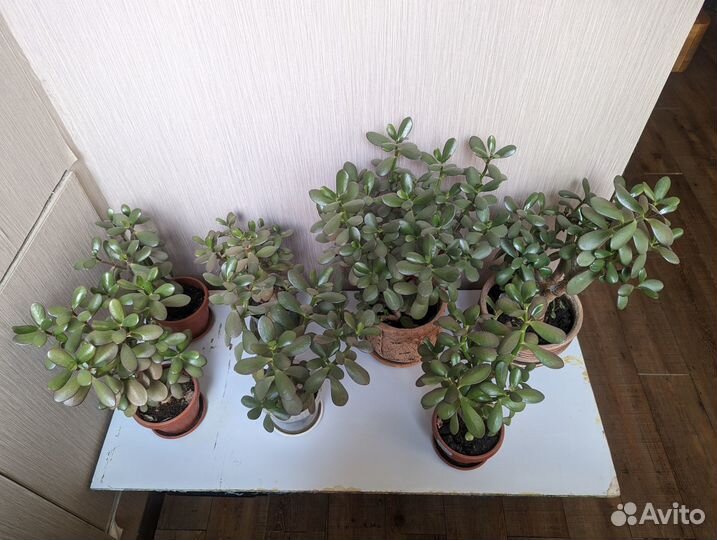 Толстянка денежное дерево