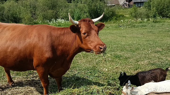 Корова дойная с теленком