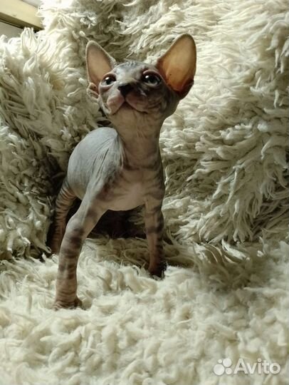 Канадский сфинкс котенок