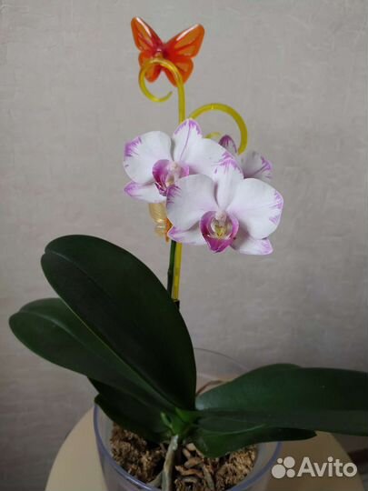 Орхидея Утопия