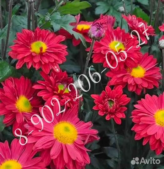 Хризантема корейская